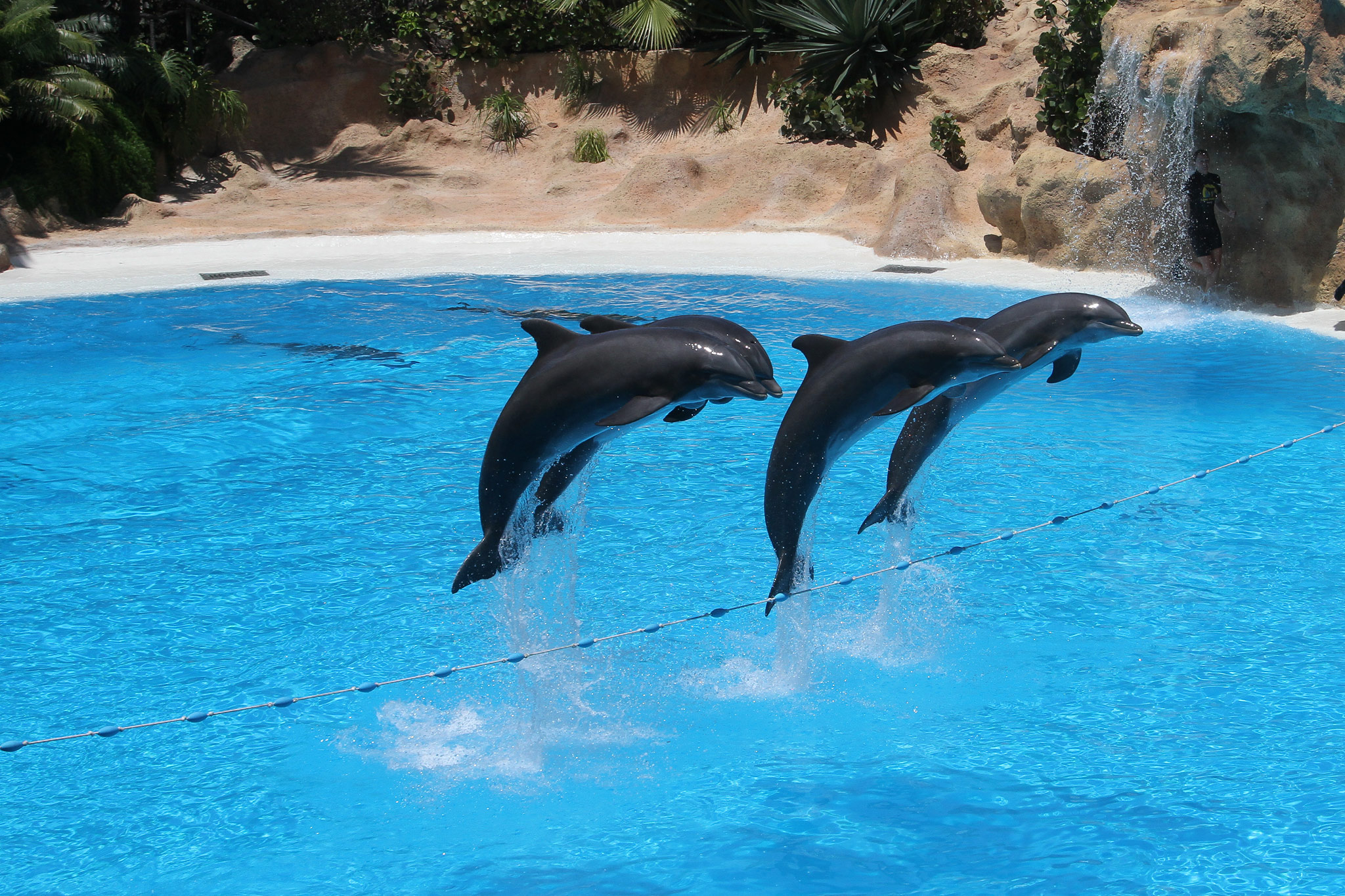 Loro Parque, Punta Brava, Tenerife
